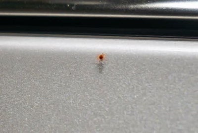 Cadillac Escalade Premium Luxury 2021