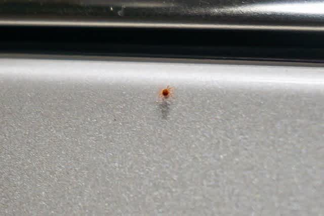 Cadillac Escalade Premium Luxury 2021